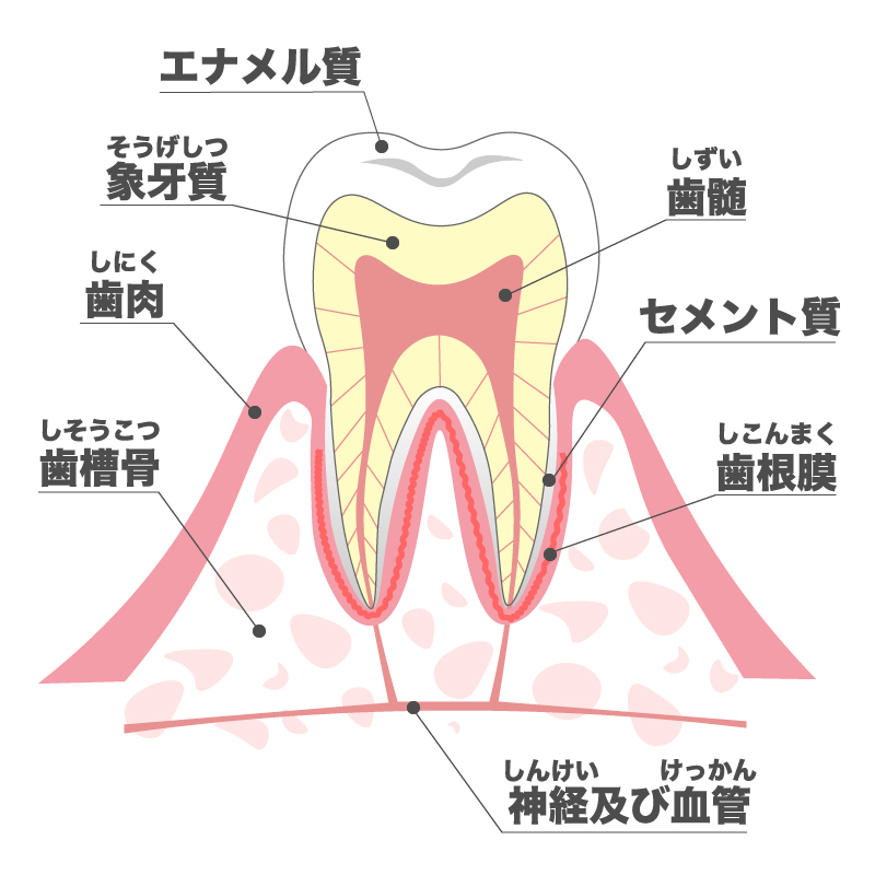 歯の神経を抜いたのになぜ激痛?痛みの正体と、今すぐできる対処法 - 陽光台ファミリー歯科クリニック