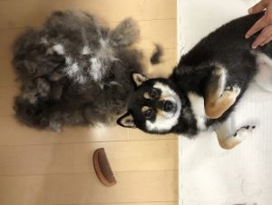 犬　抜け毛