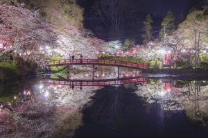 茂原市茂原公園夜桜