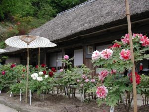 茂原市茂原牡丹園