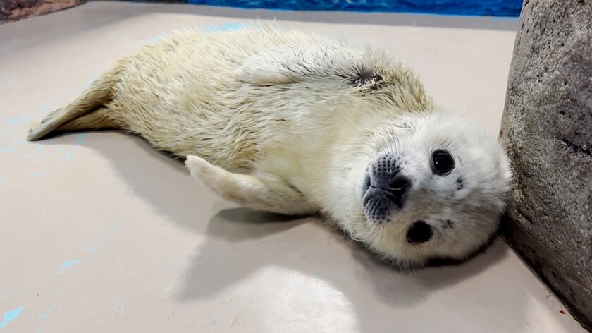 しながわ水族館　ゴマフアザラシのしぶき